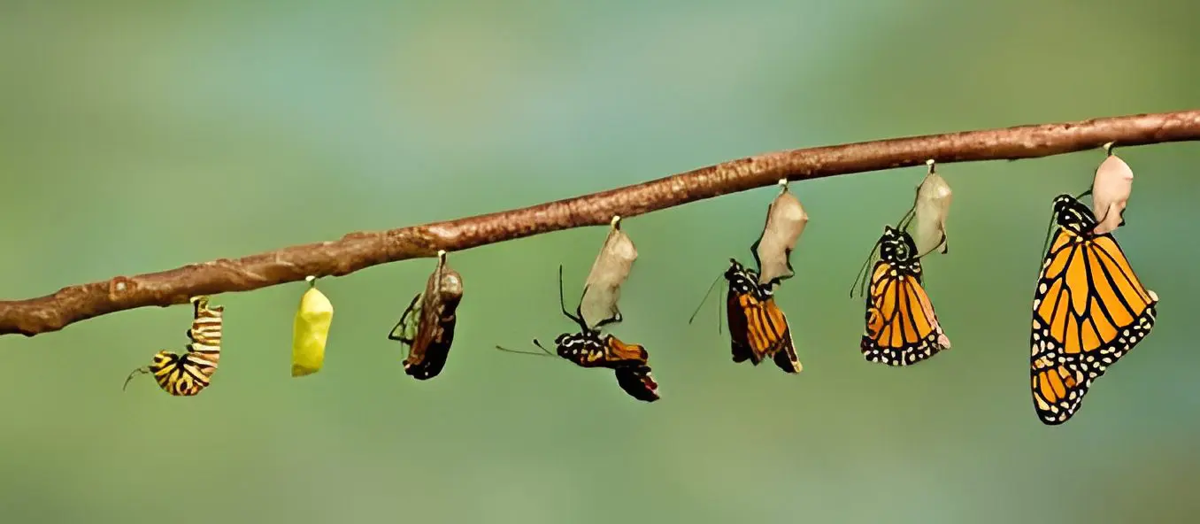 Butterflies emerging from chrysalises on branch.