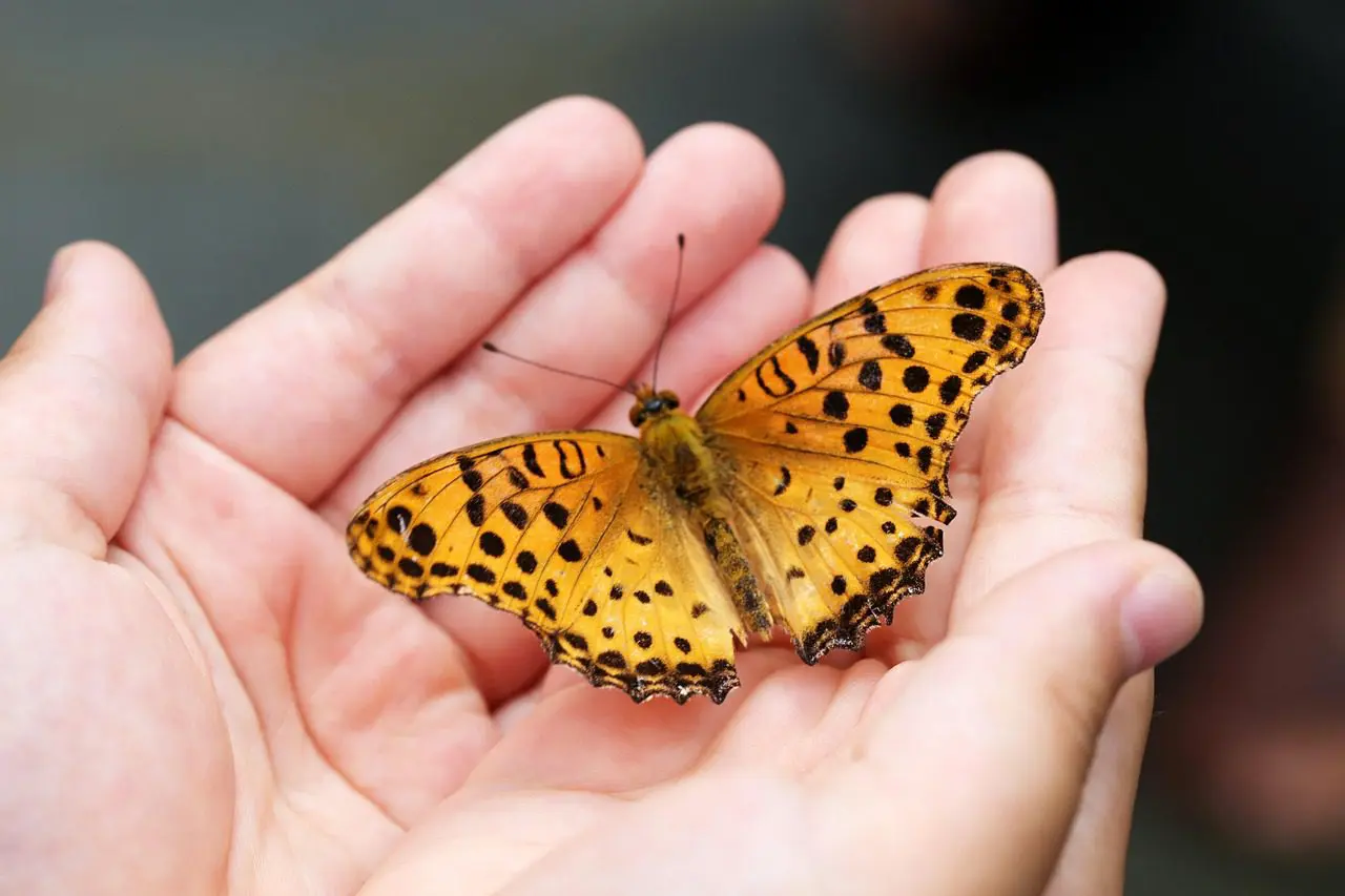 A vibrant orange butterfly with black spots rests gently on an open hand.