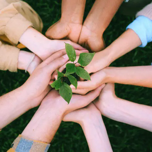Multiple hands together holding a green plant symbolizing unity and growth.