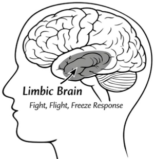 Illustration of the limbic brain showing its role in fight, flight, and freeze responses.